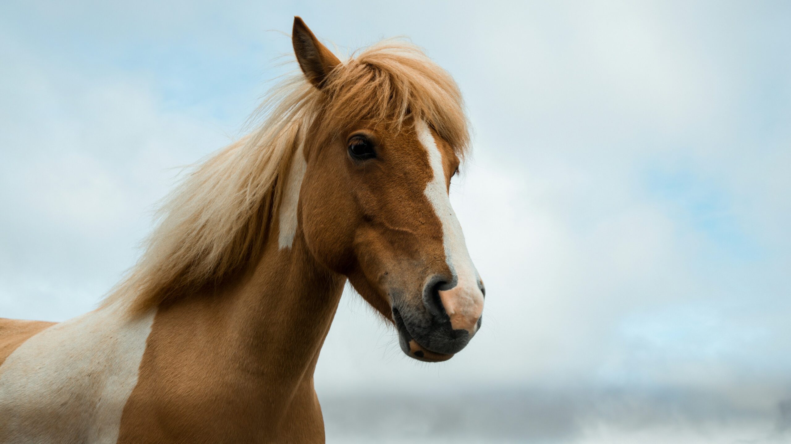 馬のまちで乗馬体験