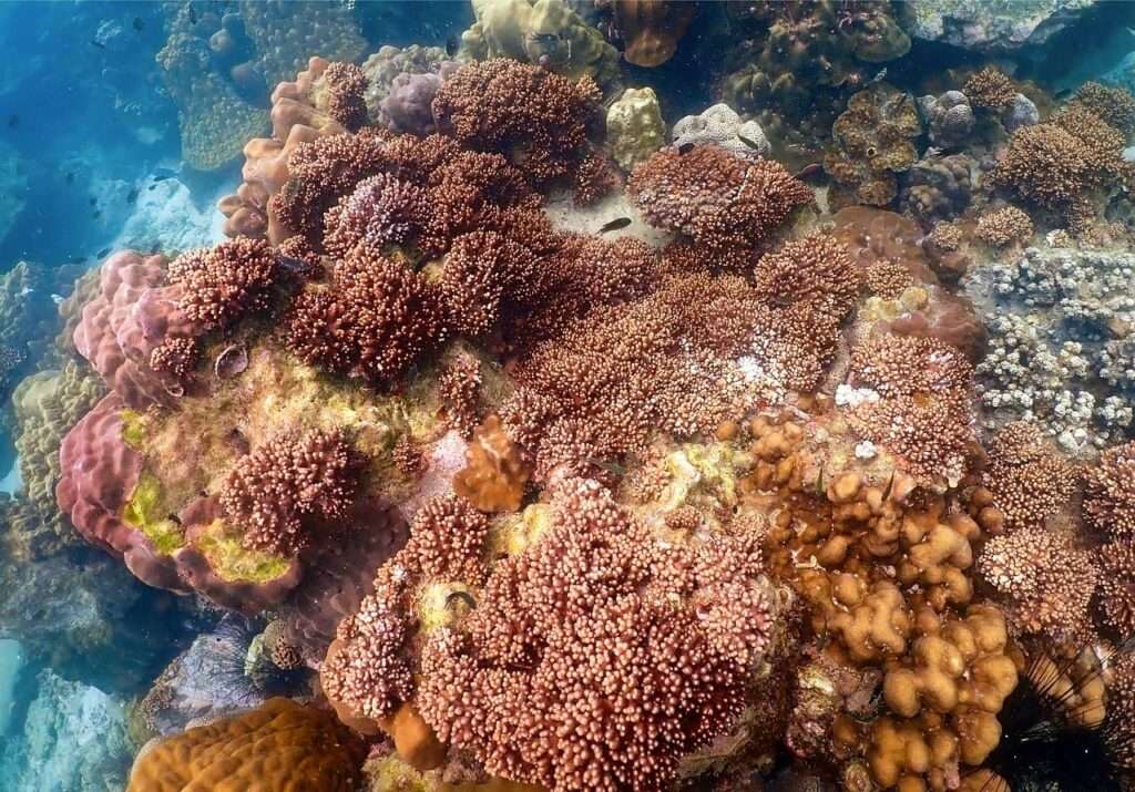 サンゴ礁