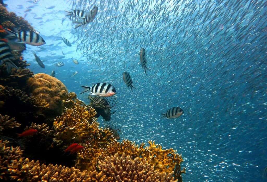 魚とサンゴ