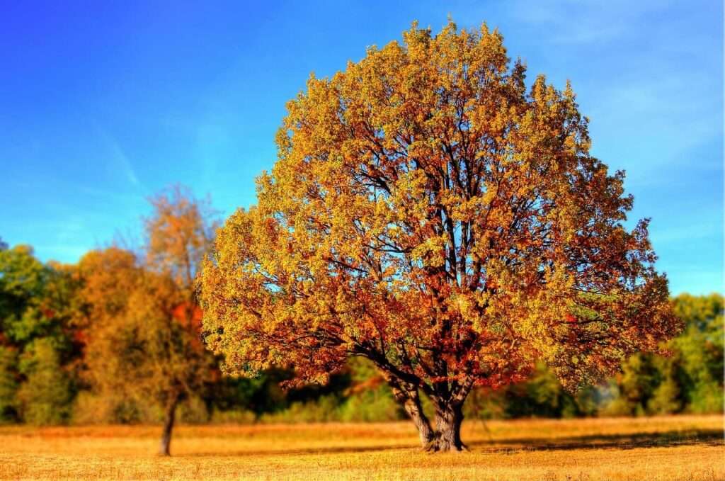 紅葉した複数の木