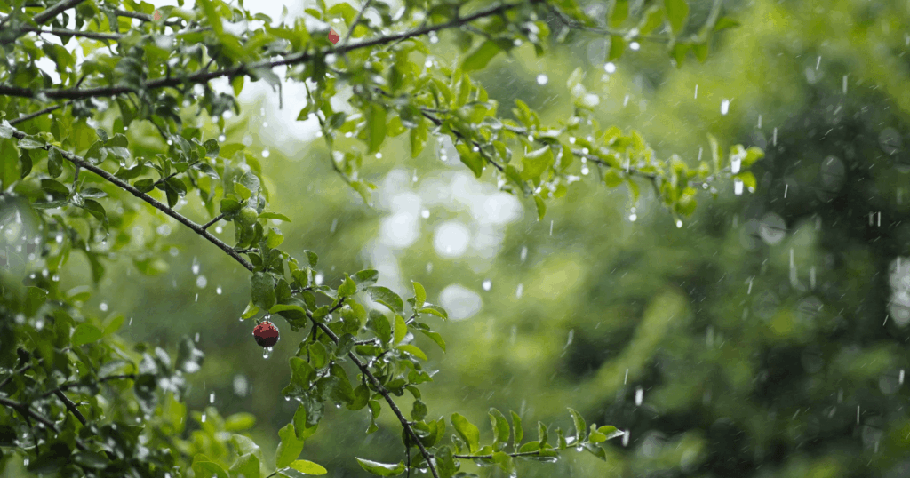 梅雨