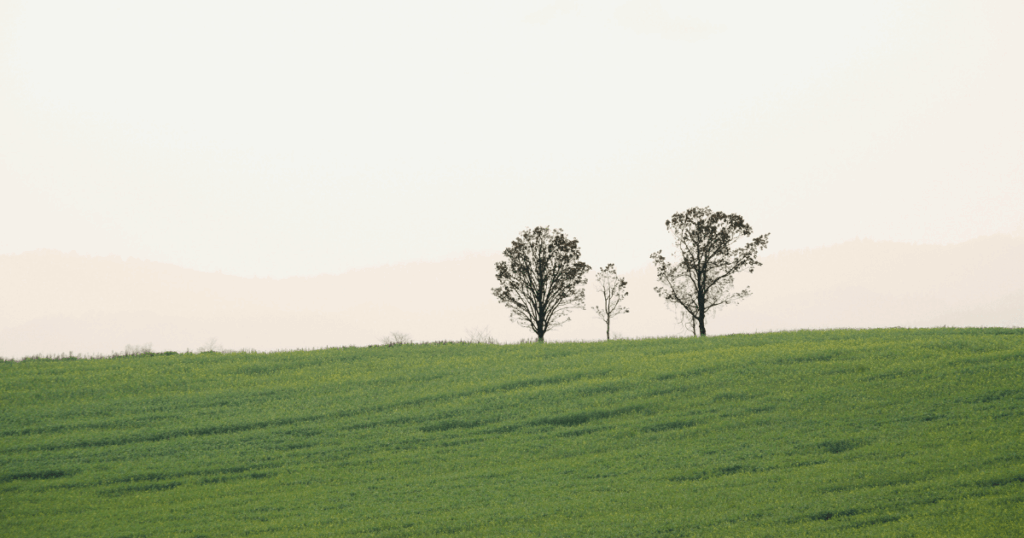 大きい木と小さい木