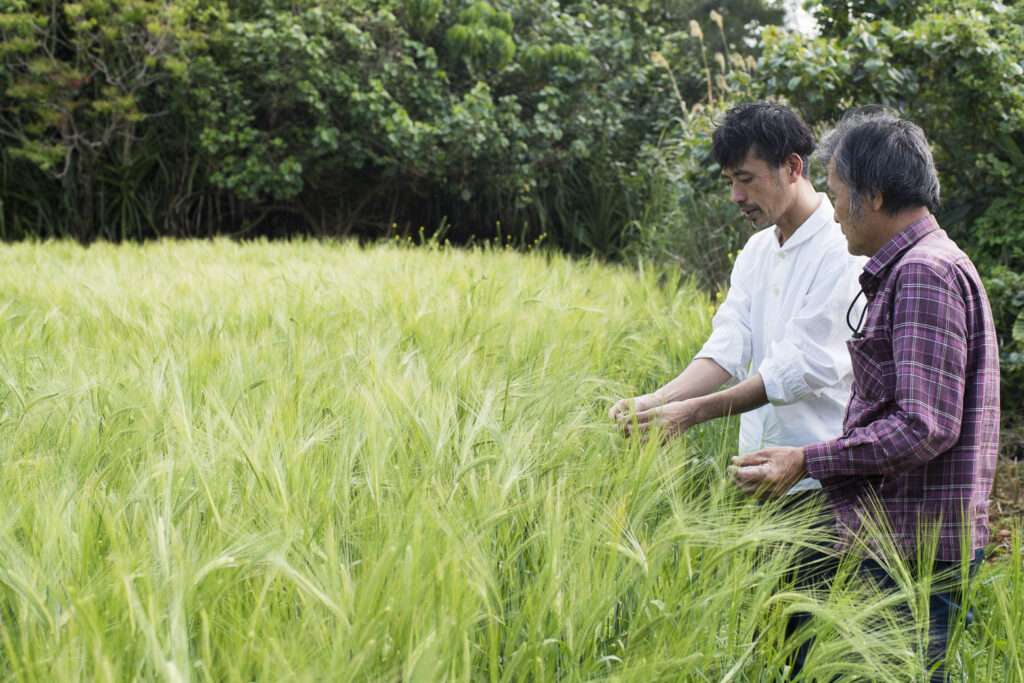 クリフガロが育てる大麦