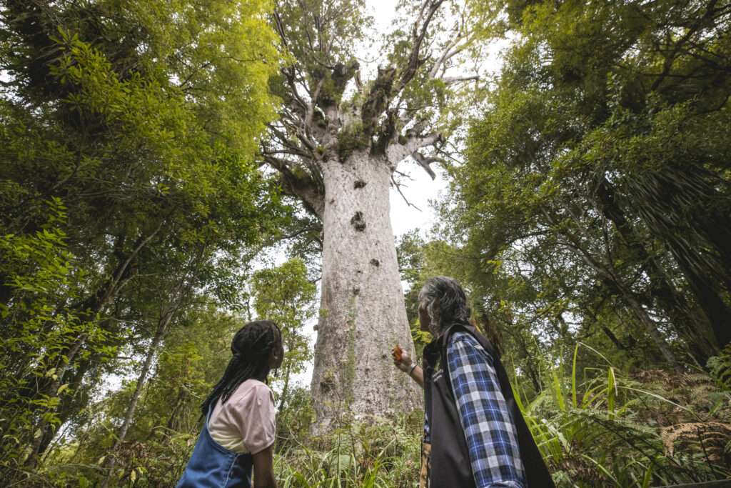 Ancient Trees Agreement - Tāne Mahuta
