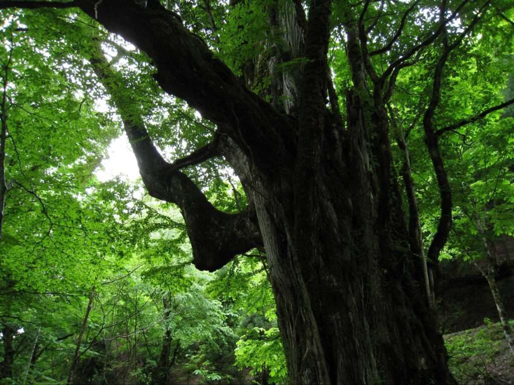 美山町にある芦生の森