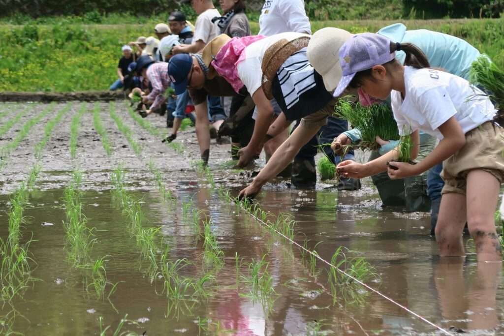 美山町で行われている田植え体験