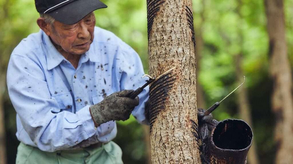 大子漆の塗料となるウルシの木の樹液を採取する様子