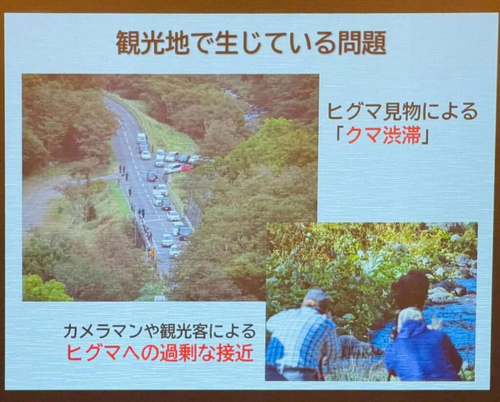 クマ活前日レクチャーで表示されたスライド。「クマ渋滞」やヒグマへの過剰な接近といった問題が指摘されている