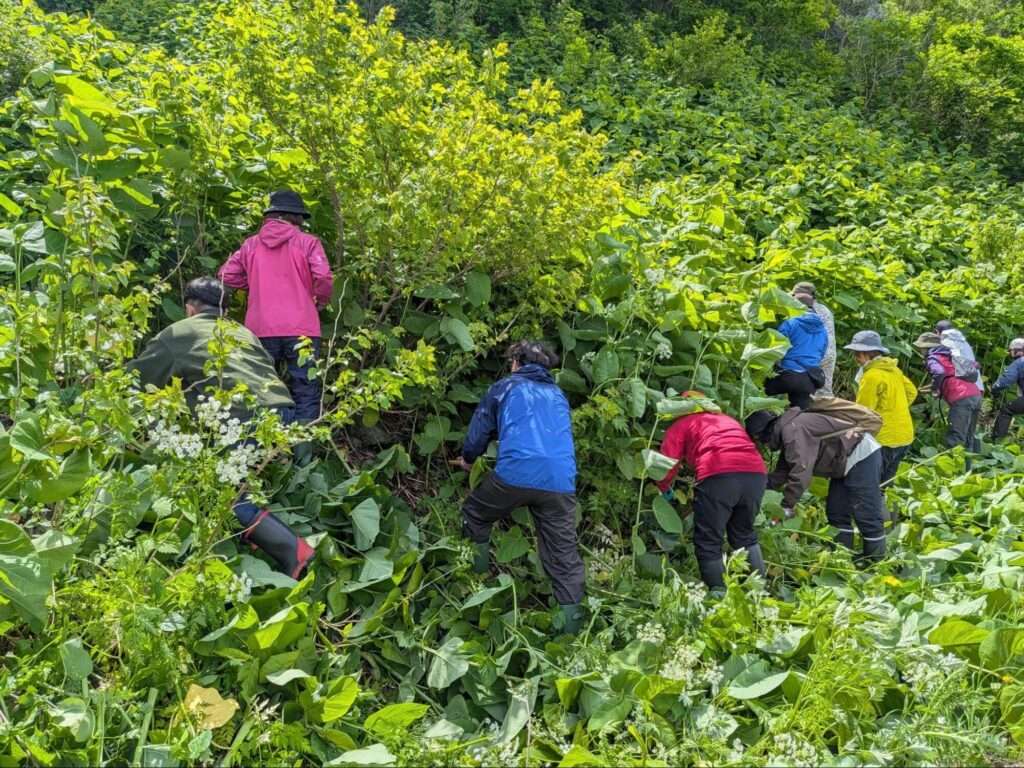 クマ活　草刈り
