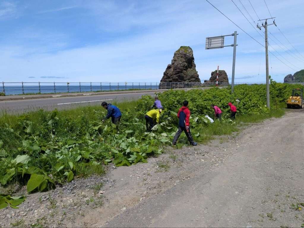 ウトロ地区　クマ活　草刈り活動