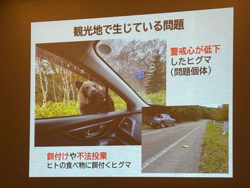 クマ活前日レクチャーで表示されたスライド。観光地で生じているヒグマに関する問題がまとめられている