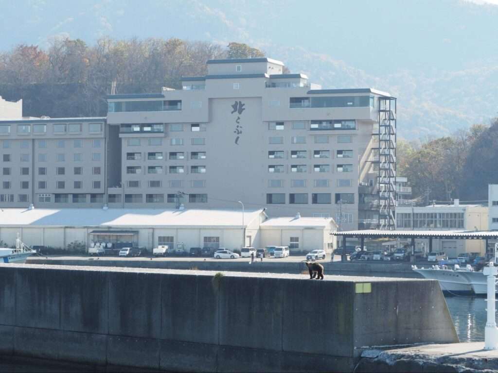 知床　ウトロ　ヒグマ出没